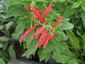 Pineapple Salvia / Salvia elegans 